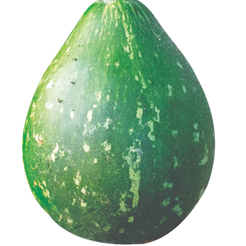 F1 Hybrid Bottle Gourd Green Ball round shape seed variety